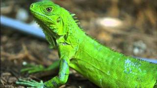 Fury in the Slaughterhouse - Reptile (live)