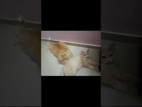 Cute cat |Shaikh firdous