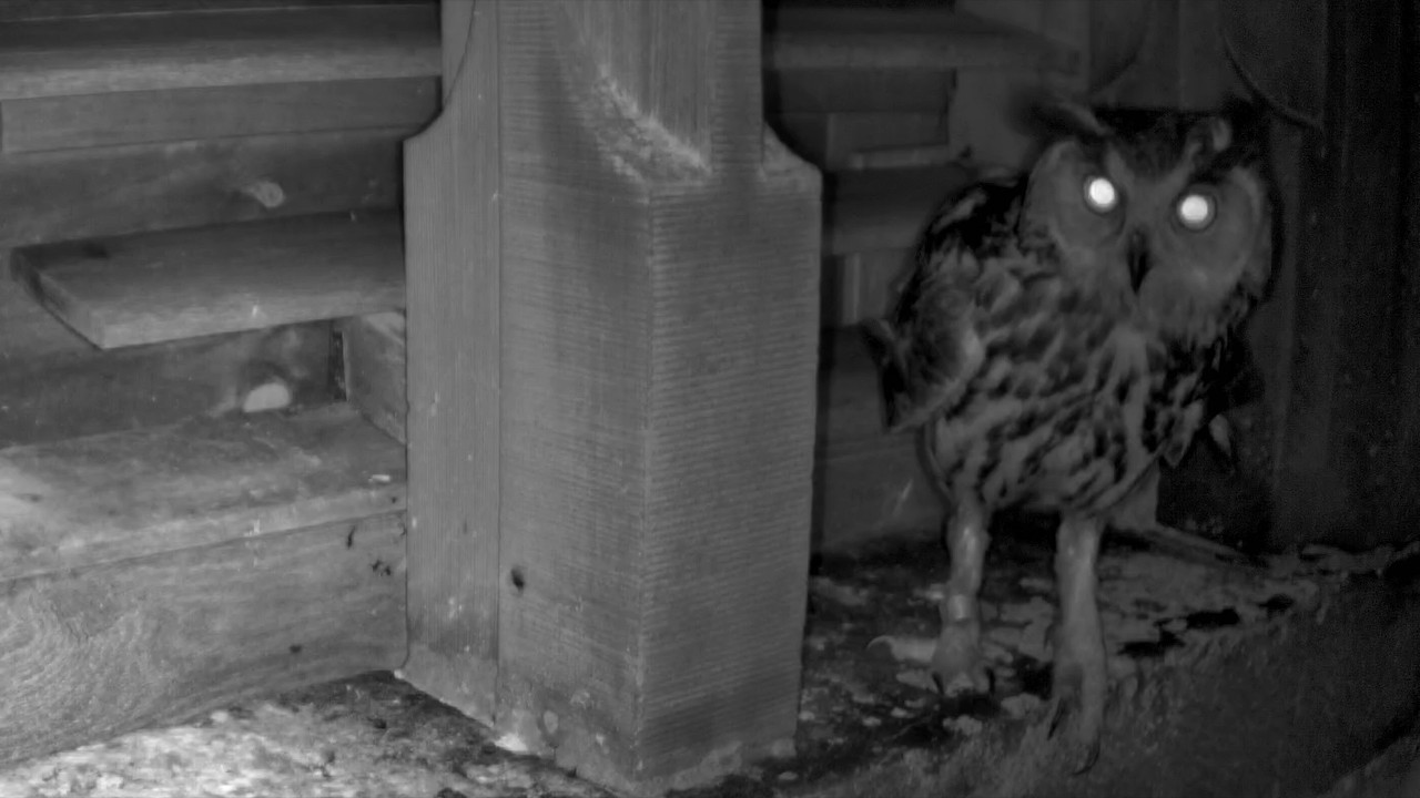 Turmfalke flüchtet vor dem Uhu | 24.06.2026