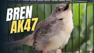 Download lagu Masteran cigun bren panjang mp3 Download lagu Masteran cigun bren panjang mp3