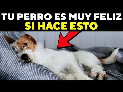 15 Signs Your Dog Is Incredibly Happy