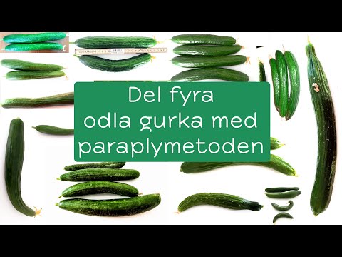 Odla gurka, del 4 med paraplymetoden - upphängning, spara huvudskotten, skördar, utflytt för gurkan