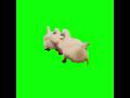 3 Ducks Running Arround Green Screen