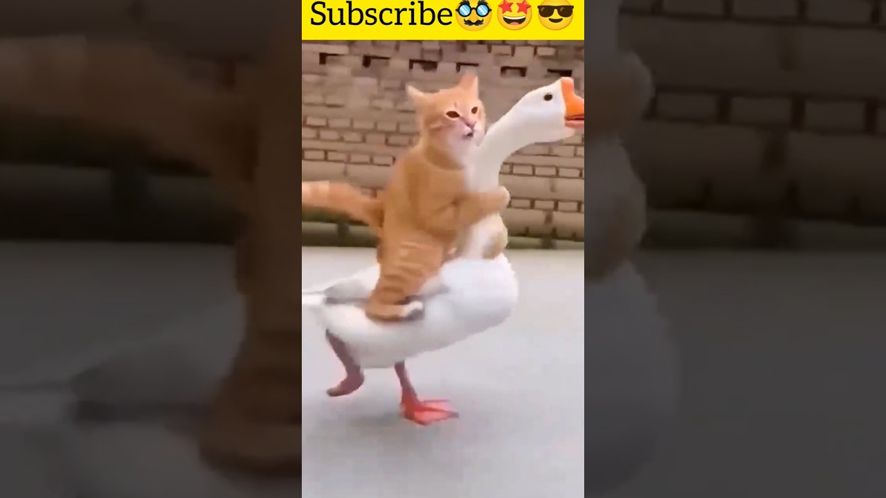 Try Not To Laugh: Ultimate Funny Animal Moments! 😂 @shaheercat #shorts #funny #shortsfeed  #fyp