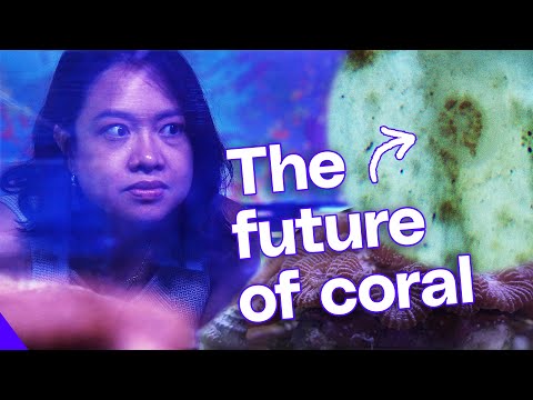 Video Thumbnail: Inside the wild plan to reengineer coral reefs