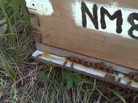 Feral Bee Hive feeding honey