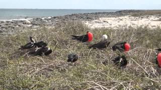 preview picture of video 'North Seymour Island, Galapagos'