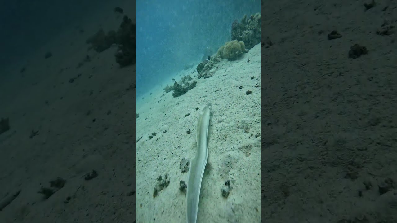 Save the corals save the sea creatures
