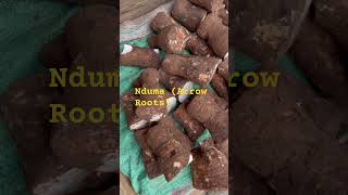 Download lagu What food can you make with Arrow roots( Nduma)? #food mp3
