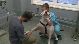 Vet24 - Tumeurs et masses cutanées chez le chien ou le chat