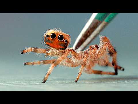 ЧТО-ТО ПРОИЗОШЛО С ПАУКОМ РОДРИГО