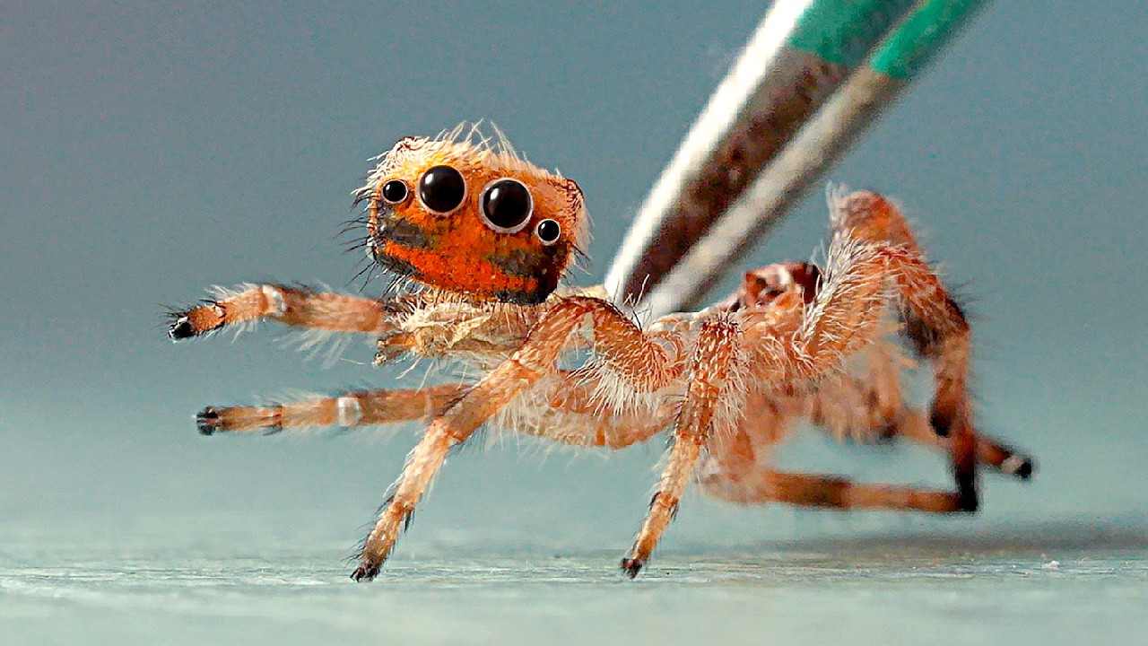 ПАУК СКАКУН ПРОТИВ ДИКОГО ПАУКА