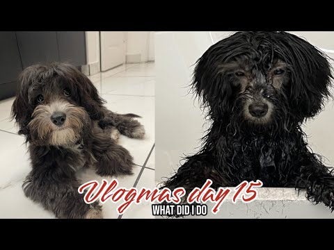 DID I MAKE A MISTAKE, DYING MY PUPPY HAIR BLACK | VLOGMAS DAY 15 | NADIRAH ALI