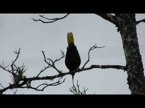 Oropel de Montezuma (Psarocolius wagleri)