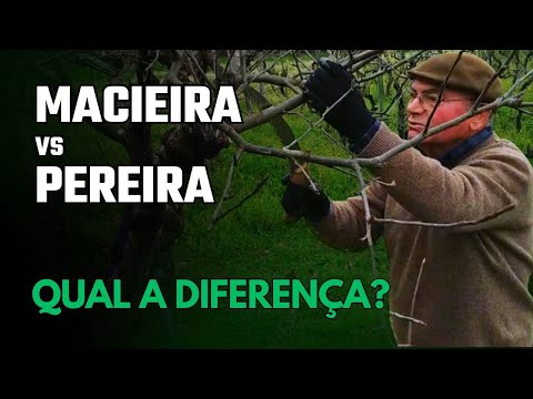 Difference Between Pruning Pear and Apple Trees: Essential Techniques and Care