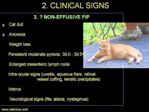 Does Pancho have non-effusive Feline Infectious Peritonitis (FIP)?