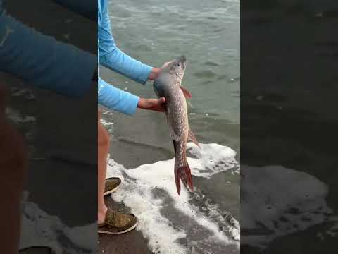 This Fish Was a BEAST!! #pike #pikefishing #fishing #boat #giveaway #fishingvideo #northernpike