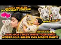 ALSHAD MEETS 2 WHITE TIGER CUBS IMMEDIATELY REMINDED OF BABY SELEN SO ADORABLE BUT