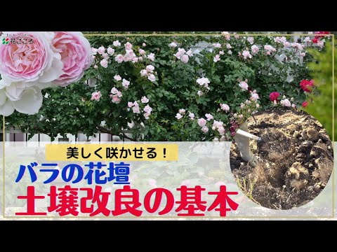土壌疲労:バラが育たないとき 庭の練習