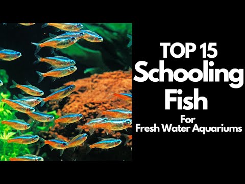 The 15 BEST Schooling Fish For Freshwater Aquariums 🐟