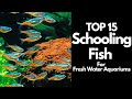 Best Schooling Fish For 75 Gallon Freshwater Aquarium