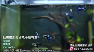 藍尾禮服孔雀魚得主快進來唷!! SY's 孔雀魚工作室