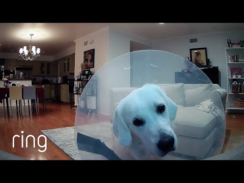 45 Minutes of Funny and Cute Pets on Ring | RingTV