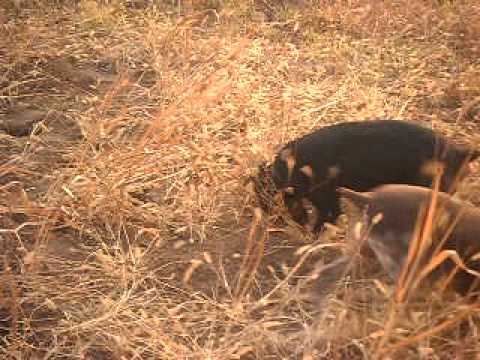 Lovci Prcilovica terijer i ostrodlaki nemac stene staro 3 meseca