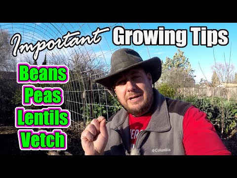 , title : 'Tips For Growing Beans, Peas, Lentils & Vetch | Always Do This First! | Seed Inoculation'