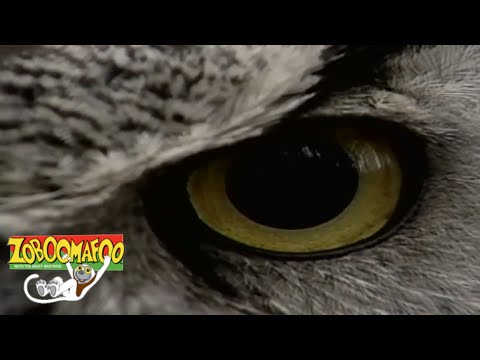 🐒Zoboomafoo 125 - Great Singers | HD | Full Episode 🐒🐦