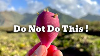 Trying Prickly Pears for the First Time - A Foraging Disaster