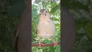 Download lagu cigun betina memanggil jantan. mp3 Download lagu cigun betina memanggil jantan. mp3