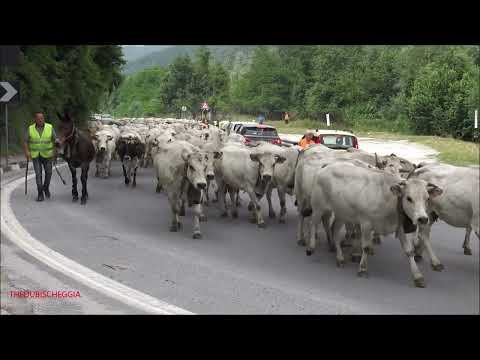 ARRIVO E PARTENZA DELLA TRANSUMANZA A ROBILANTE (CN) 19 - 6 - 2021.