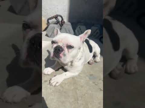 ☀️📚🎶👙🐶