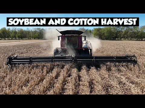 BUSY TIMES WITH SOYBEAN AND COTTON HARVEST IN ACTION