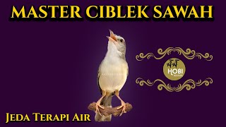 Download lagu MASTER CIBLEK SAWAH KLIK Jeda Terapi Air AMPUH mp3