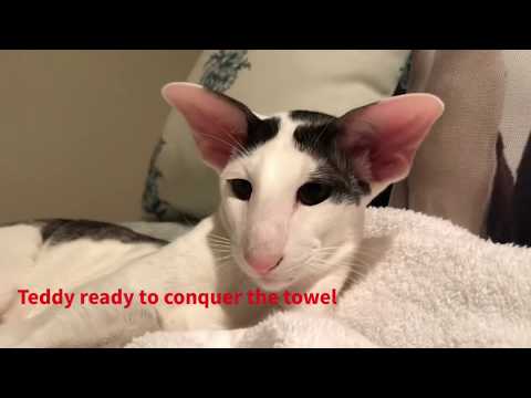 Teddy and Dexter vs the towel