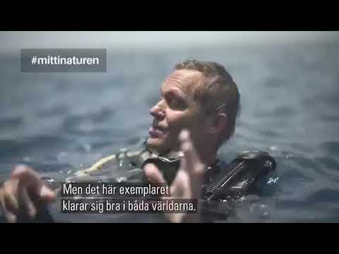 Sir David Attenborough about Joakim Odelberg Mitt i naturen (Surrounded By Nature), SVT