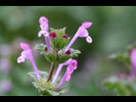 見つめてみよう！植物の世界 （22）田んぼの植物 | Science Portal - 科学技術の最新情報サイト「サイエンスポータル」