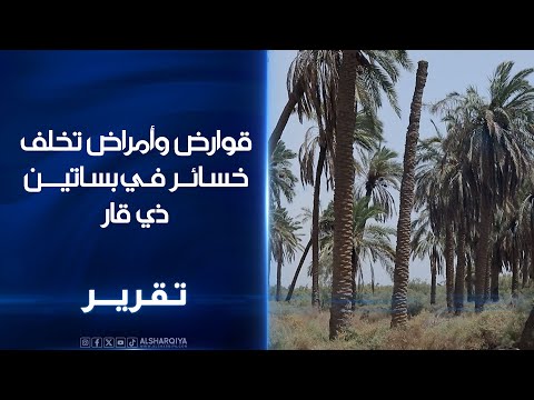 فيديو | قوارض وأمراض تخلف خسائر في بساتين ذي قار..أهالي سوق الشيوخ: نواجه مشكلات إضافية تفاقم آثار الجفاف