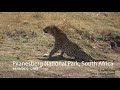 Leopard Takes Down Big Wildebeest In Midday Heat Pilanesberg