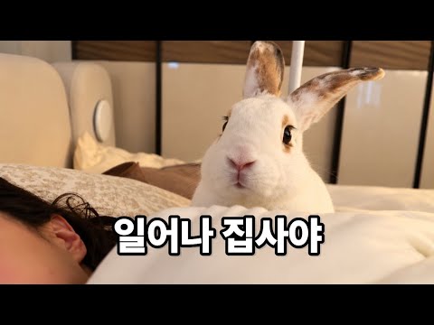 토끼를 개처럼 키웠더니..