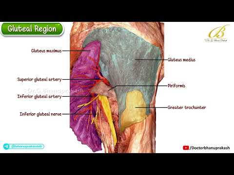 Gluteal Region Cadaveric Anatomy | Muscles, Nerves & Vessels | USMLE Step 1