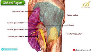 Gluteal Region Cadaveric Anatomy | Muscles, Nerves & Vessels | USMLE Step 1