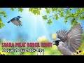 Suara Pikat Burcil Kombinasi Kutilang Ribut Dan Burung Kecil Ribut Request Subscribe