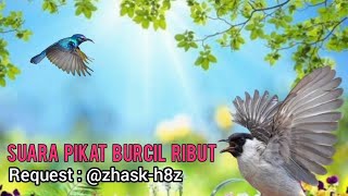 Download lagu Suara Pikat Burcil Kombinasi  Kutilang Ribut Dan Burung Kecil Ribut Request Subscribe mp3