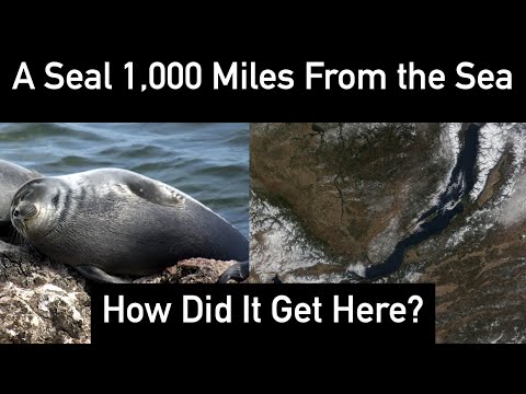 The Incredible Journey of Seals to Lake Baikal