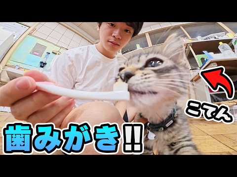 【初挑戦】子猫が歯磨きできるようになるまで🪥🐾