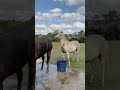 Teasing between horses #funnyvideo #funny #horse #fypage #pets #animals #fyp