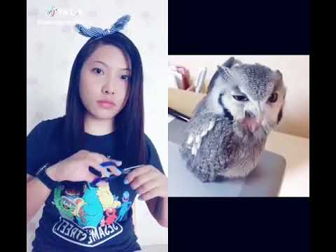 🤣🤣🤣🤣Papakei